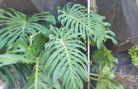 Castelo do Mar, Madeira - Foto 25