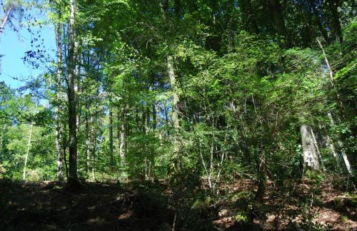 Alte Schule Gästehaus - The principal's rooms Appartment - Foto 22