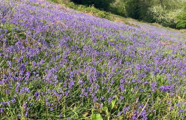 Canad Adar - Song of the Birds - Teifi Valley - Foto 18