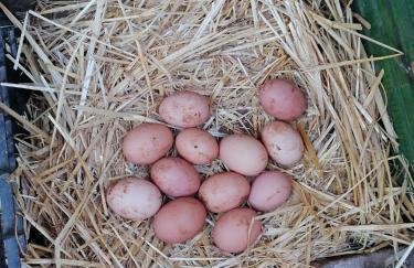 CASA MONTE - Foto 49