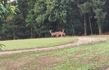 Gîte des chardreaux - Foto 12