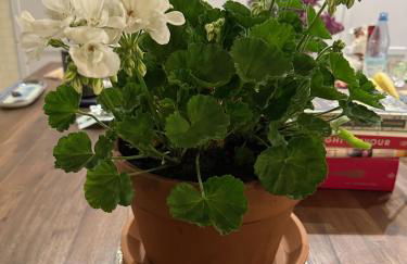 Arboris - Retreat into the open - Photo 10