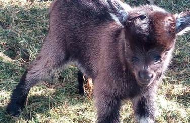 The old hayloft on 22 acre country smallholding - Foto 35