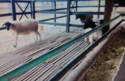 Flat Fazenda Cond Monte Castelo-Ao lado da Piscina - Foto 40