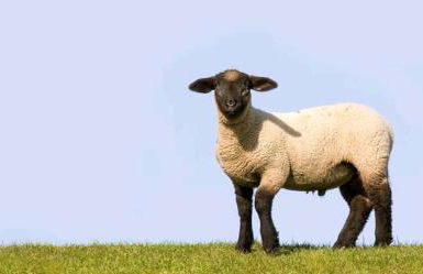 Elbe Ferien - Foto 60