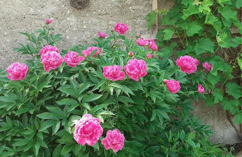 Idyllic Bungalow with Garden in Pepelow near Seabeach - Foto 35