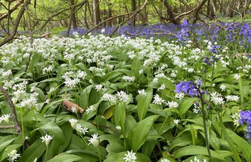 Bluebells Farmstay - Foto 20