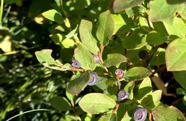 The SKI HAUS A Montana Tiny Cabin Forest Retreat - Foto 14