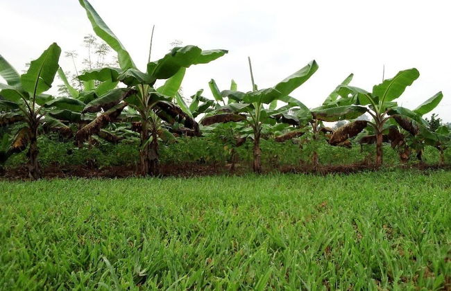 Refuge du Mont Agou - Photo 29