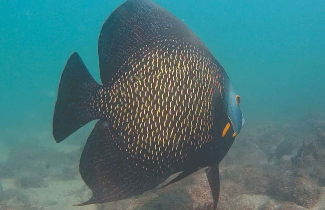 Snorkeling Class in Ilhabela - Photo 5