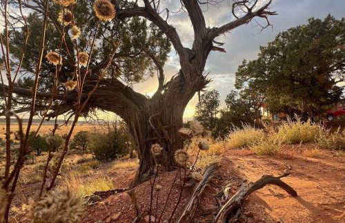 Tiny Cabin #3 at The Cedars - Foto 52