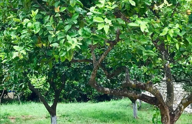 PargaLand Studios & Apartments - Foto 56