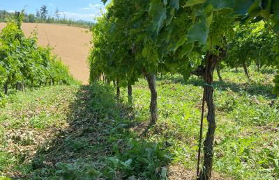 Agriturismo Casafaro Petritoli - Foto 15