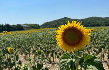 Casa Vacanze Il Puggio - Foto 37