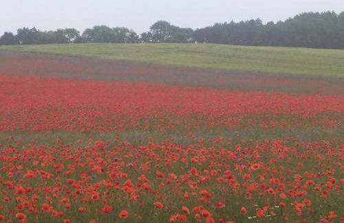 Gemütliche, kleine Ferienwohnung im Küstenland - Foto 23