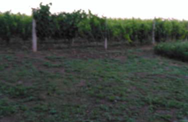 Agriturismo Uliveto Gretacci - Foto 73