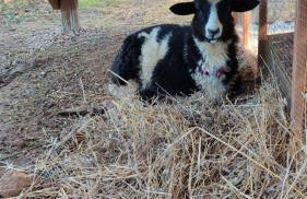 Villa Boeddu, relax tra mare e campagna - Foto 7