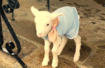 Quinta Padre Lobo - Foto 58