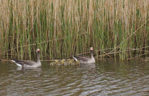Apartamenty i Domki Osińscy - Foto 39