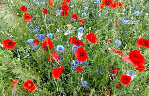 Spacious Apartment in Boddin With Garden - Foto 111