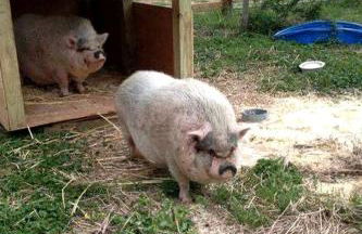 Tranquil Cabin with Hot Tub & Creek Views Near Bass Pro, Kodak Tennessee - Foto 29