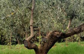 Vila Green Silence - Photo 72