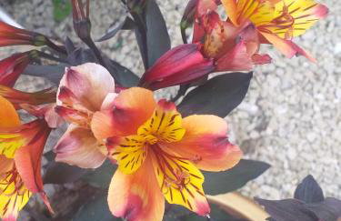 The LITTLE HOUSE in HULL - Foto 26