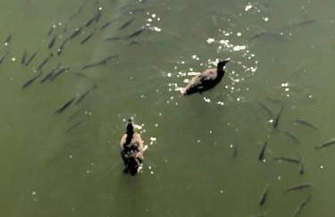 Herdade dos Salgados-Vila das Lagoas - Foto 41