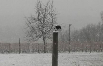 Ferienhof Laurentius - Foto 13