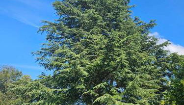 Studios du Cèdre - Foto 2, Garden, Garden view