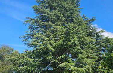 Studios du Cèdre - Foto 2