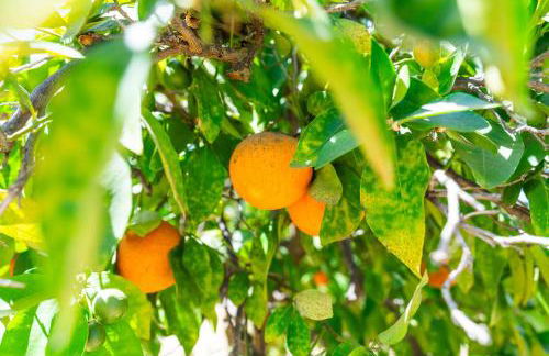 Remodeled 1 Acre Ranch Home in Madera - Foto 26