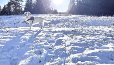 APPARTEMENT CHALETS DU SUPER D - Photo 5