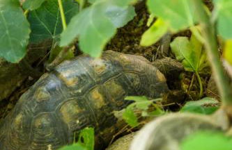 Peach Pine House - Escape Near City, Beach and Athens Airport - Foto 25