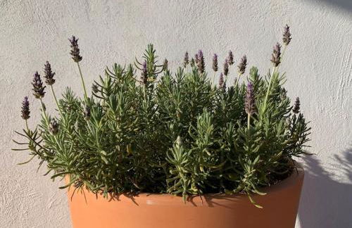 La Llobatera Casa Rural - Foto 16