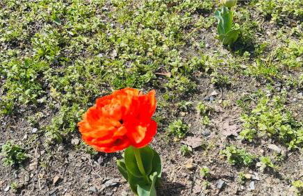 La Coccinelle - Foto 11