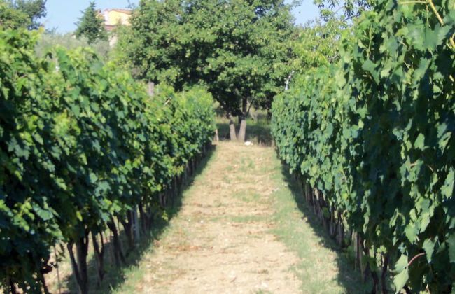 Agriturismo Il Colle - Foto 34