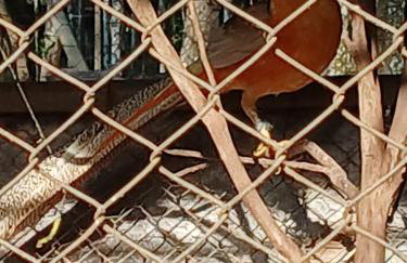 Exclusivo Haras Marilu! - Foto 30