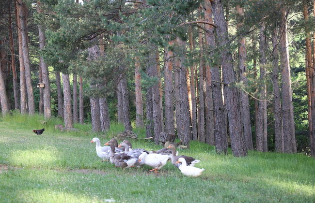 Vila Ambasador Bratin Dol - Foto 31