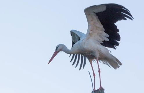 Haus an der Peene - Foto 19