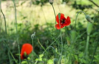 Oaza Święty Spokój - Tiny House z Balią i Jacuzzi przy rzece Narew - Foto 34