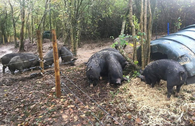 Countryside Cottage Retreat at Ty'r Cwm Farm - Photo 20