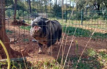 Superbe bergerie en cœur de foret avec piscine privée lac rivière cascades - Foto 9