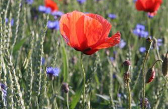 Moltke-Villa - Foto 7