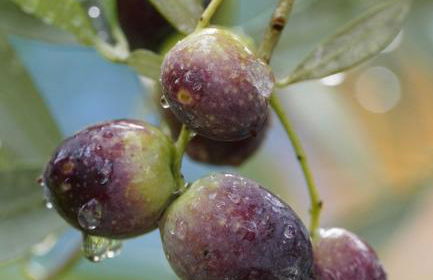 Mas des Lavandes - 3 gîtes de charme au calme avec grande piscine en Drôme-Provençale - Foto 38