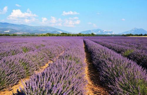 Maison au pays des lavandes et de la vigne - Foto 26