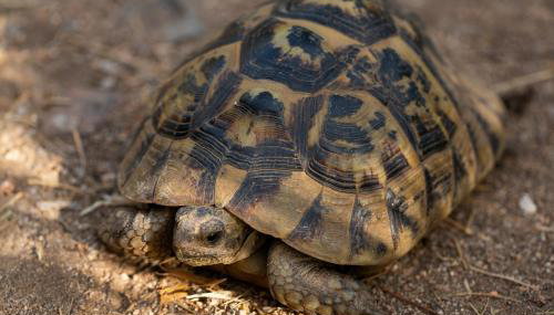 La Fattoria Delle Tartarughe - Foto 5