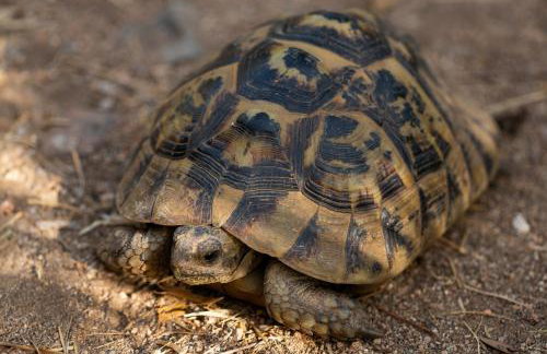 La Fattoria Delle Tartarughe - Photo 5