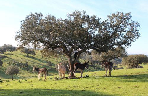Agroturismo Xistos - Foto 38