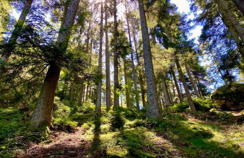 Ferienwohnung zur Bierliebe - Mit toller Aussicht im Herzen des Schwarzwaldes - Foto 51